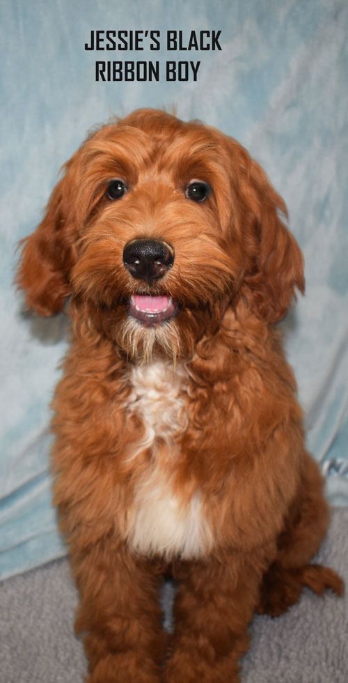 australian labradoodle